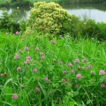 2026-104写真俳句17★(0702）草刈り