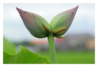 【画像・動画あり】やだ、なんかカッコイイ　ドイツで2つの頭を持ったヘビが誕生。