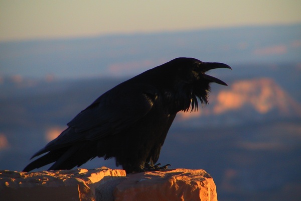 とりまとめ カラス