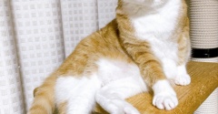 ハラハラさせる猫。