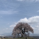 わに塚の桜 3/30 お昼景