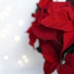 話し相手は夫だけ