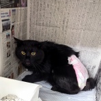 うちのとらまる