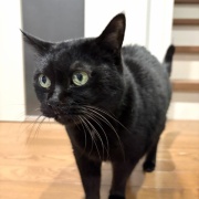 【猫写真】寒い日の黒猫たち