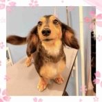 ペットショップ ワンラブ Coaska Bayside横須賀店のスタッフブログ