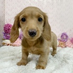 かねだい四街道店ブログ