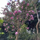 山茶花（サザンカ）が随分早く咲きました