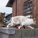 猫写真家・沖 昌之のブログ　野良ねこちゃんねる。　