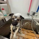 トリミングのお客様🐶