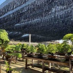 雨竹 盆栽 水石 便り