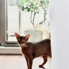早起きしてサークルを歩くりすたんに、飼い主はビクビクしているのだよ