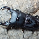 タイワンネブトクワガタ飼育記2024~