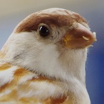 「すずめとヒヨドリの解放区」続き