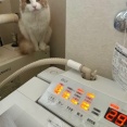 洗濯機の観察をする猫とお洗濯終了を教えてくれた猫