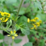 『成長を見るだけでも楽しいものです【2021年7月1日】千葉県コロナ情報』の画像