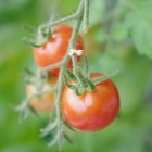 『PENTAX取扱開始！ペンタックスKP＋LAOWA60mmF2.8②　2019/08/03』の画像