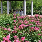 懐かしの写真館・渡邊雅春