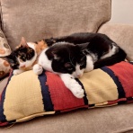 英国つれづれ日記