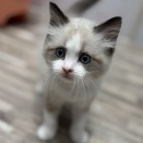 360742 ラグドール