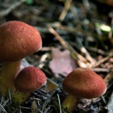 ãé²è¦§æ³¨æããã¸ãã¯ããã·ã¥ã«ã¼ã è¶ãéèå
注å°ããç·æ§ã®æ«è·¯â¦ã¬ãã§ã¨ã°ããã¦å¼ãã¬ãã«ï½¥ï½¥ï½¥ï½¥ï½¥ã