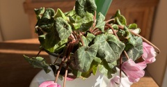 *【しおれたシクラメン】4時間で復活‼︎