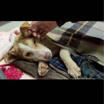 (社)アニマルパレス