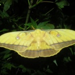 Gasyunの虫メモ！