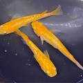 メダカ•金魚入舎情報‼️