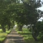 フィールド・オブ・ドリームス　　乳と蜜の流れる地