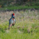 今シーズン初の雉さんのペアに出会えました