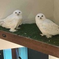 【日常】福井と石川県とエジプト料理