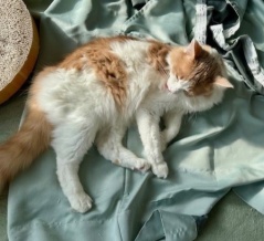 カーテンを洗う時の猫との攻防戦