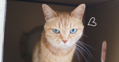 段ボールに猫