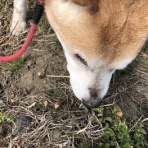 NGO　Life Investigation Agency