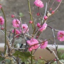 2種類の　梅の花🌸雪の帽子