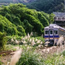 ススキと南海電車