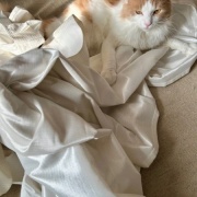 カーテンを洗おうとすると猫がついてくる！？