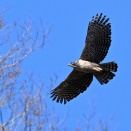 介護の合間でクマタカを撮って来ました