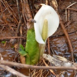 『マンベ鉄回顧録　2014年4月30日　水芭蕉』の画像