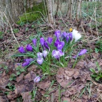 英国つれづれ日記
