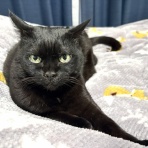 おそらくその平凡こそ幸せ　猫と私と家族の日常