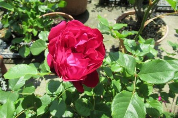 ミセスケイの薔薇コラム 薫乃