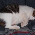 猫に小判を与えたら。 埋蔵金：千八百八拾四両　それがわかっておってかぁ・・・。