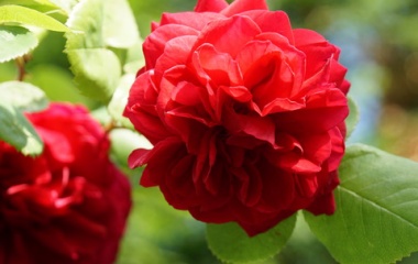 『水切れ？病気？それとも害虫？バラの症状別診断と対処法』の画像