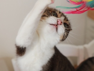 よく見る猫と見ない猫。