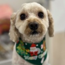 トリミングおたより