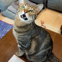 しまねこ simabossneko | ・ きじしろキッキ✨セレクション😸 Her name is