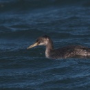 アカエリカイツブリ冬羽 Red-necked Grebe