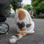 画像フォルダは猫ばかり