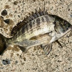 フラッター日誌